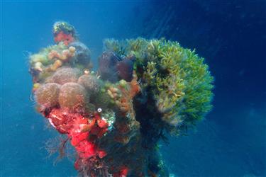 Bebek Reef
