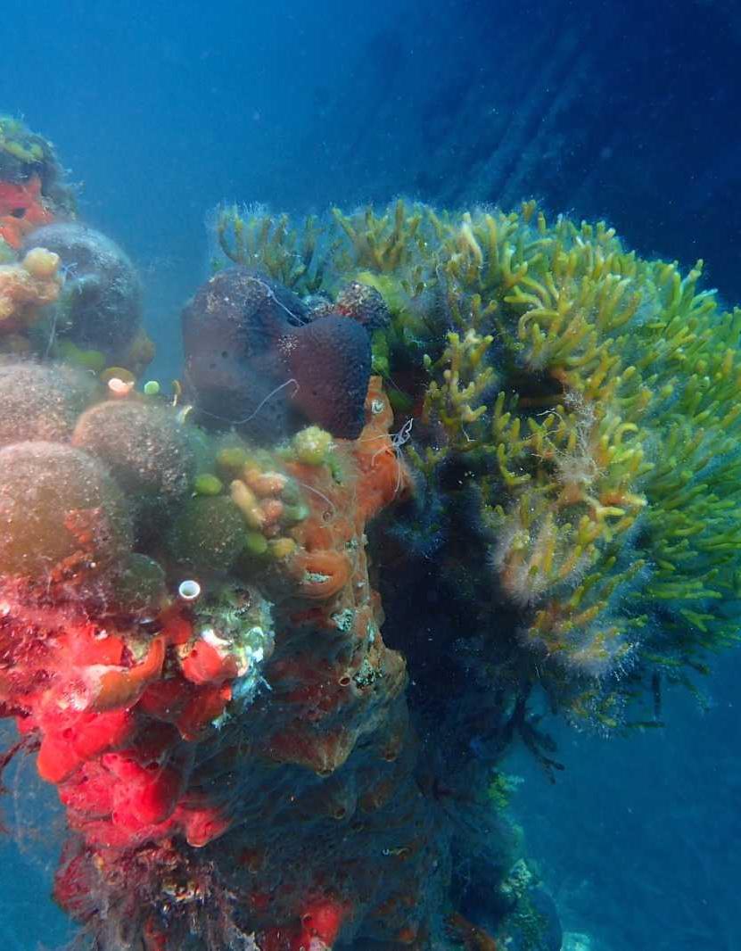 The Baby Reefs